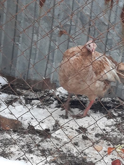 Индюки индуюшата