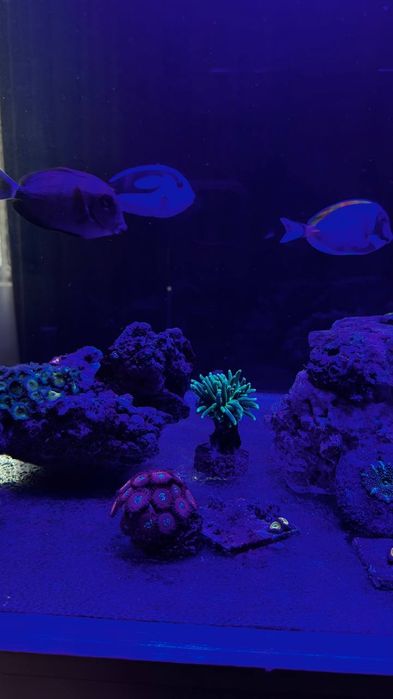 Сотилади морской аквариум 300л