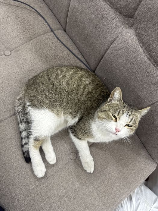 Кошка  бесплатно даром в харошие руки