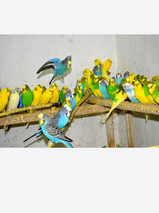 Кореллы ручные птенцы