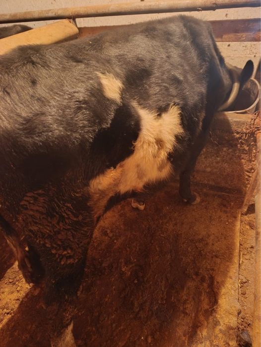 Продам бычка 1.5 года