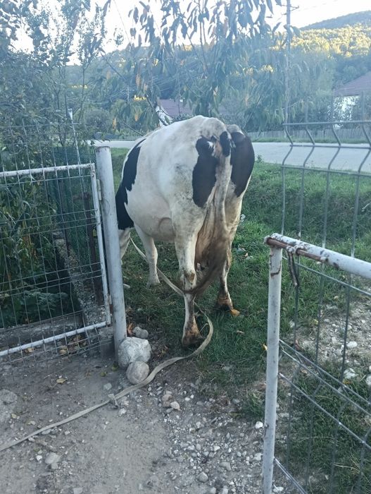 Vaca gestanta in 5 luni
