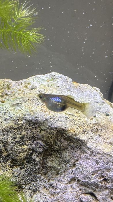 Продавам гупи и червени ckapugu Red Cherry