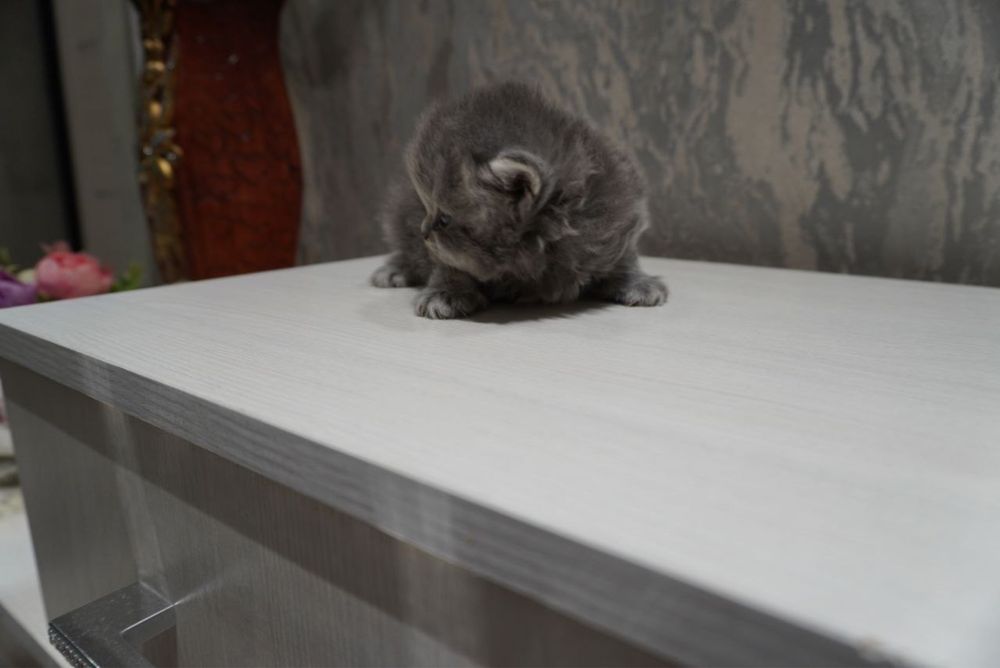 Пародистые котята Скоттиш фолд и страйт