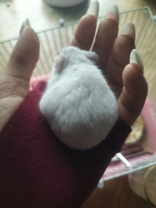 Продам хомяков ласковые