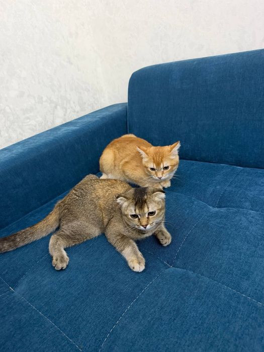 Scottish Fold 120$ Scottish Straight 100$