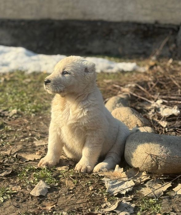 Тобет САО шенки продается