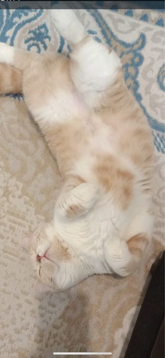 Британский котенок