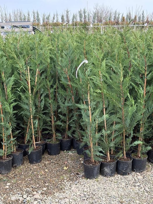 Leylandii gard vesnic verde