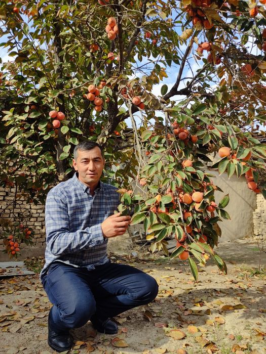 Мевали дарахт кўчатлари сотувда