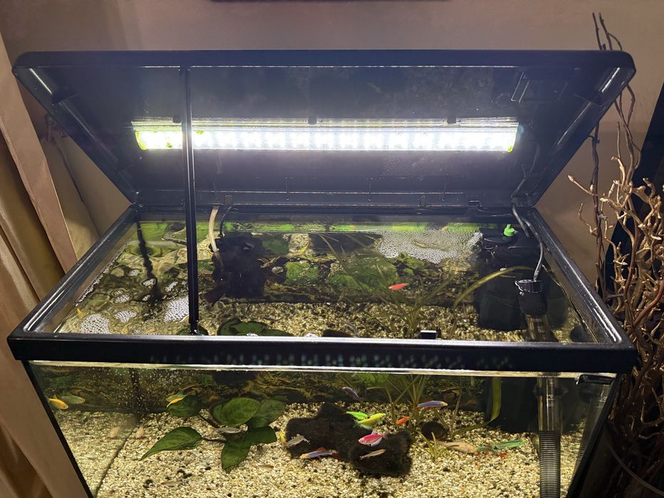 Vand Acvariu Aquatlantis!