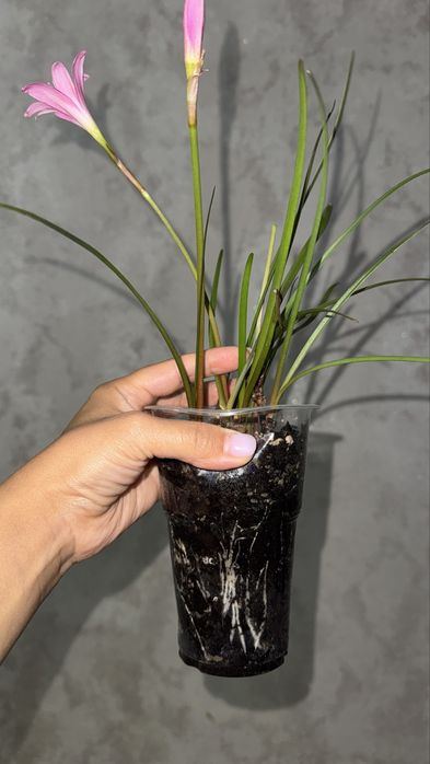 Растение Зефирантес