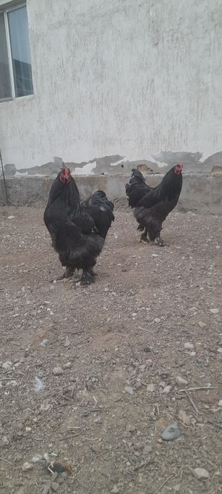 Продаём петушков