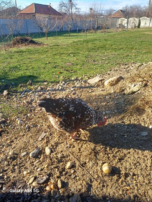 Găini și cocoși rasă Sussex porțelan