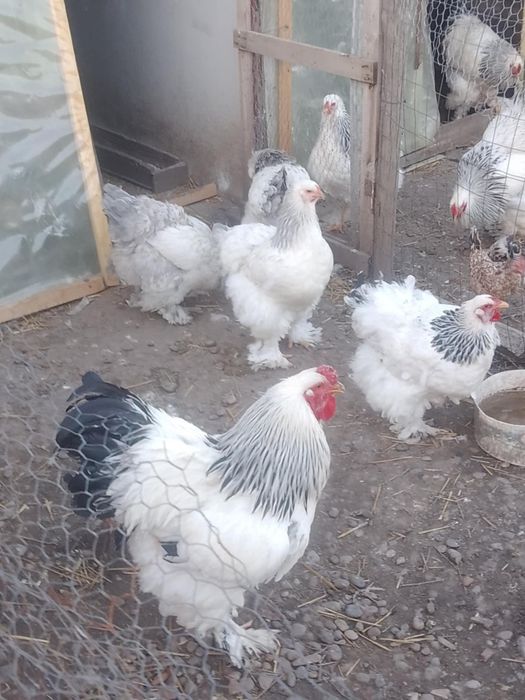 Oua de incubat gaini brahma