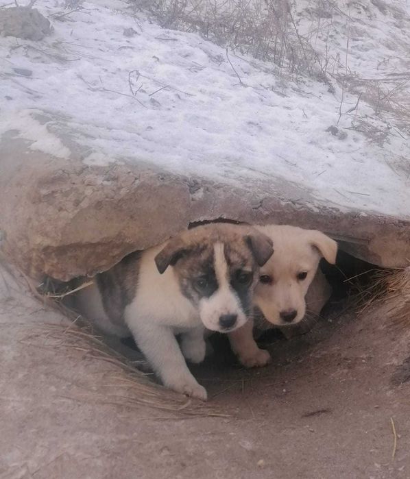 Щенки срочно, ищут дом.