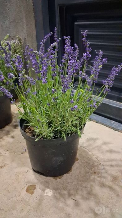 Lavanda guli sotuvda