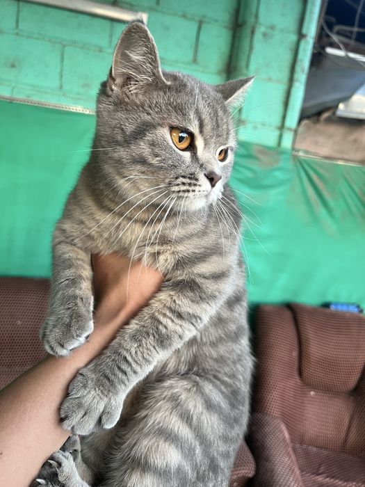 British mushuk sotiladi 9oylik qiz bola narxini kelishamiz