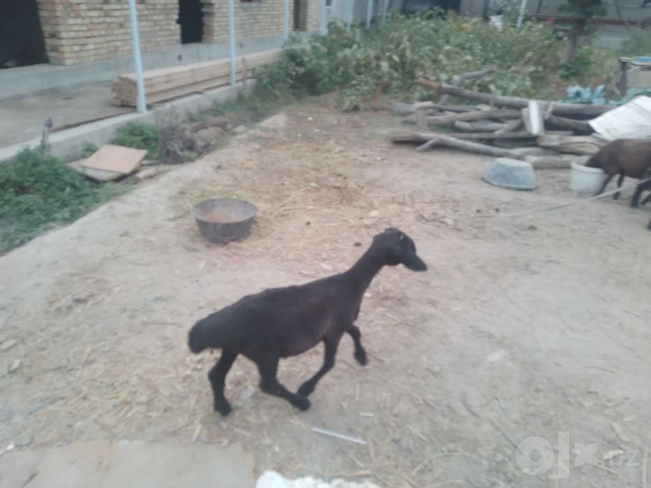 Qazoqi q6chqor Barra sotiladi