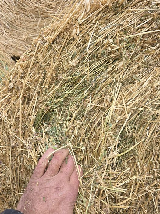 Baloti de lucernă 120cm