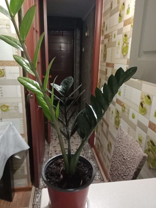 Чёрный Замиокулькас