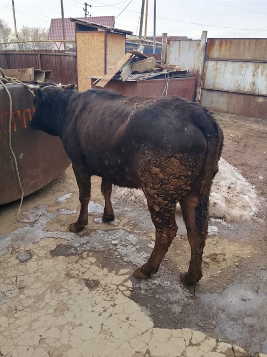 Продам жирную тёлку