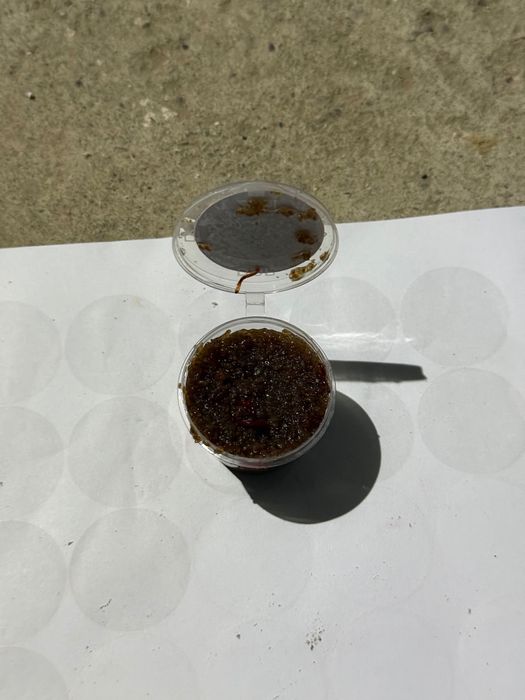 Дафния для рыб заморожен