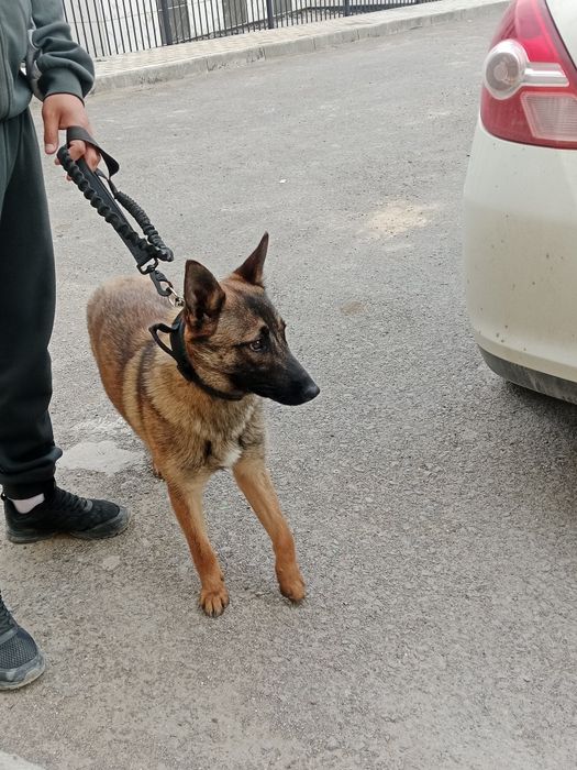 Бельгийский малинуа