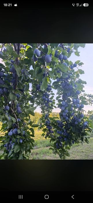 vindem   prune   pentru  țuică  sau  pălincă  oferim  trasport  la  domiciliu clientului pentru mai multe detali sunați la nr de telefon  0748623340