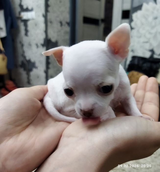 Готовяться к продаже щенки чихуахуа ( бронь)