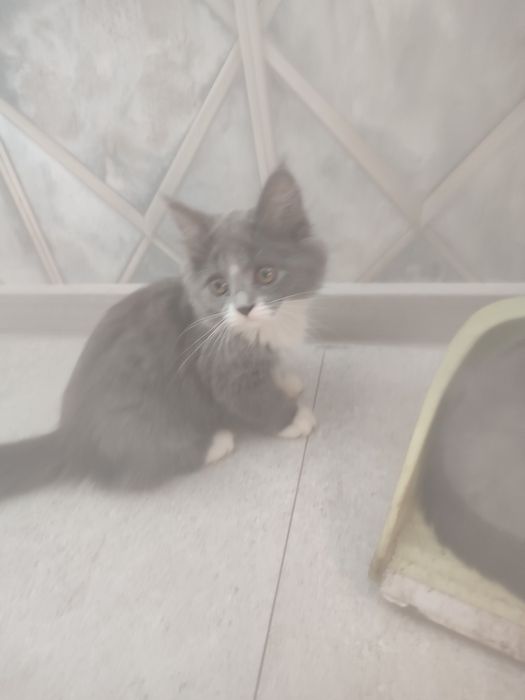 Отдам котят  две девочки и один мальчик