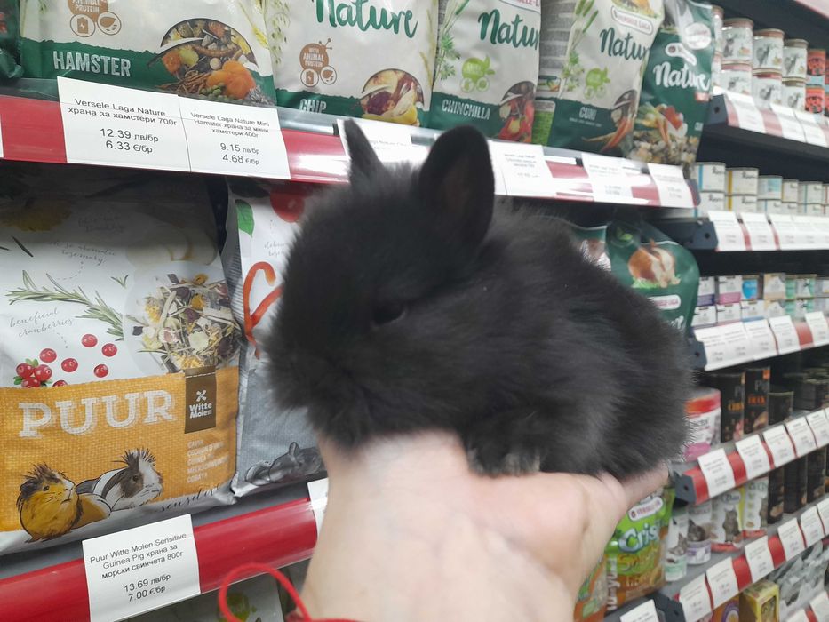 Декоративни мини зайчета