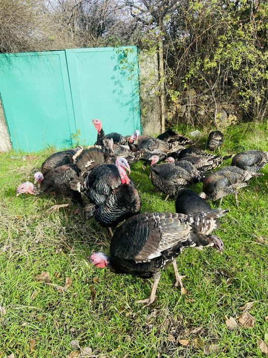 Домашни Пуикй