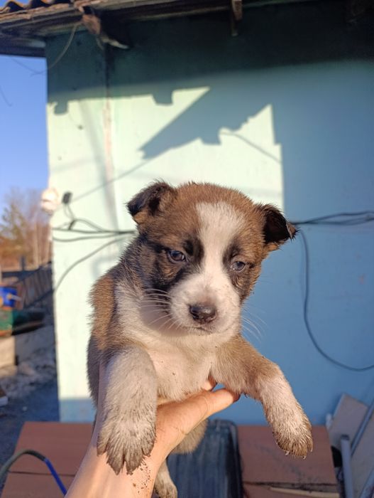 Щенки помесь с хаски