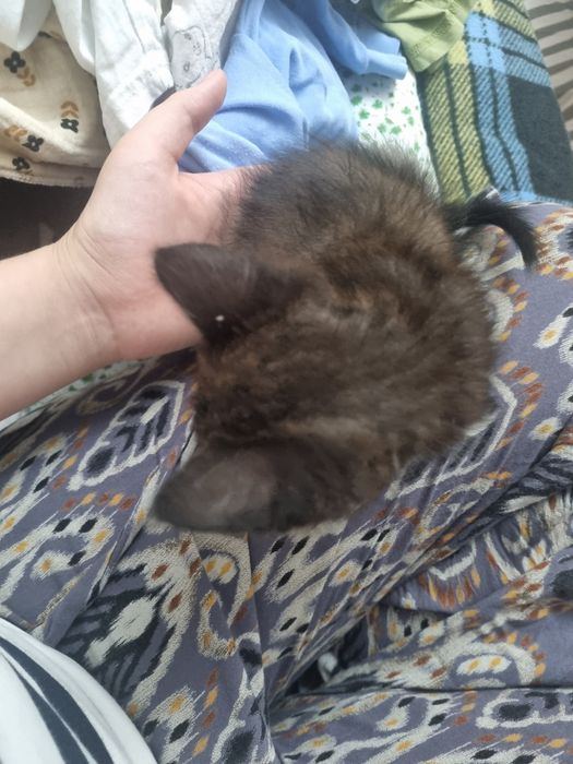 котёнок бесплатно