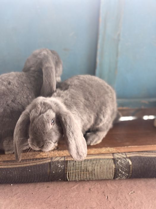 Продаю крольчат фб