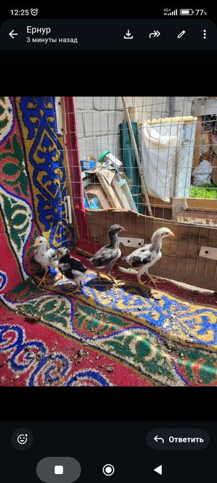 Дакан шожелер 15000