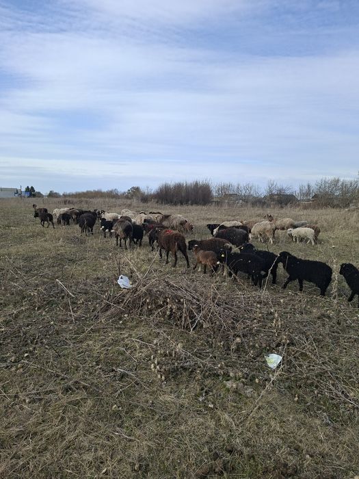 Овцы. Бараны. Қойлар.