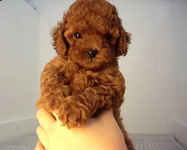 Vand Pudel Mini roscat, pedigree, parinti de exceptie!