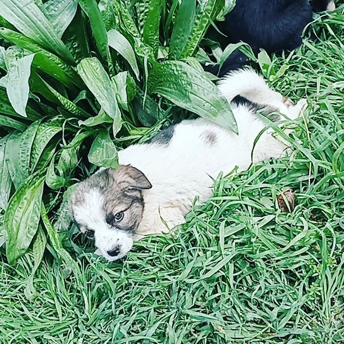 Бесплатно отдаем щенков девочки 2 месяца