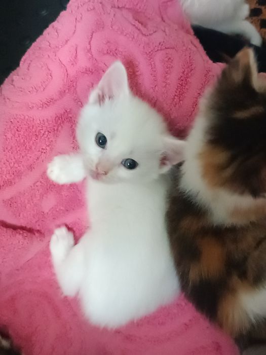 Отдаются котята в добрые, любищие  сердца