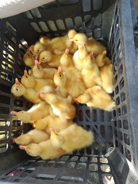 Продам гусят и утят