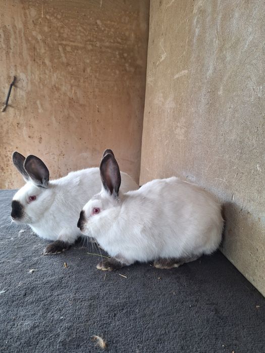 Калифорния  бургун кролики