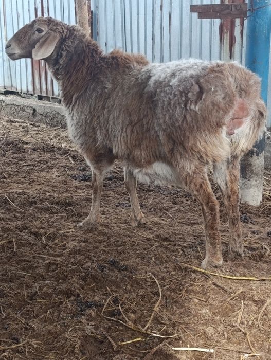 Матки гиссар арашан котные