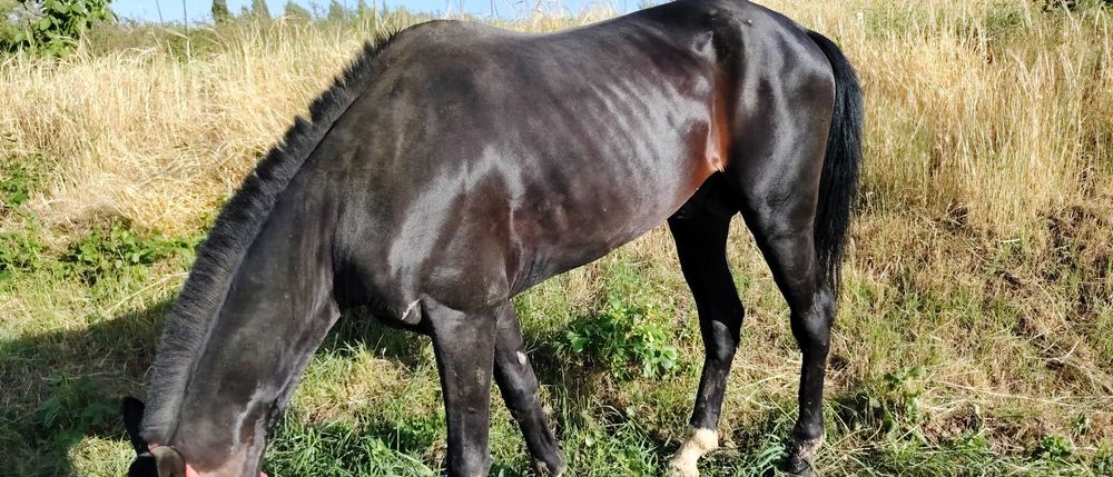 Otlar sotiladi Принц, Газир, Гелди Батыр, Пакистан Едгор Той Карнелиус