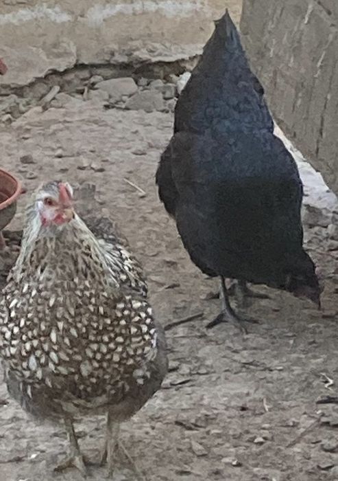 Pui de gaina metisi din rase f bune