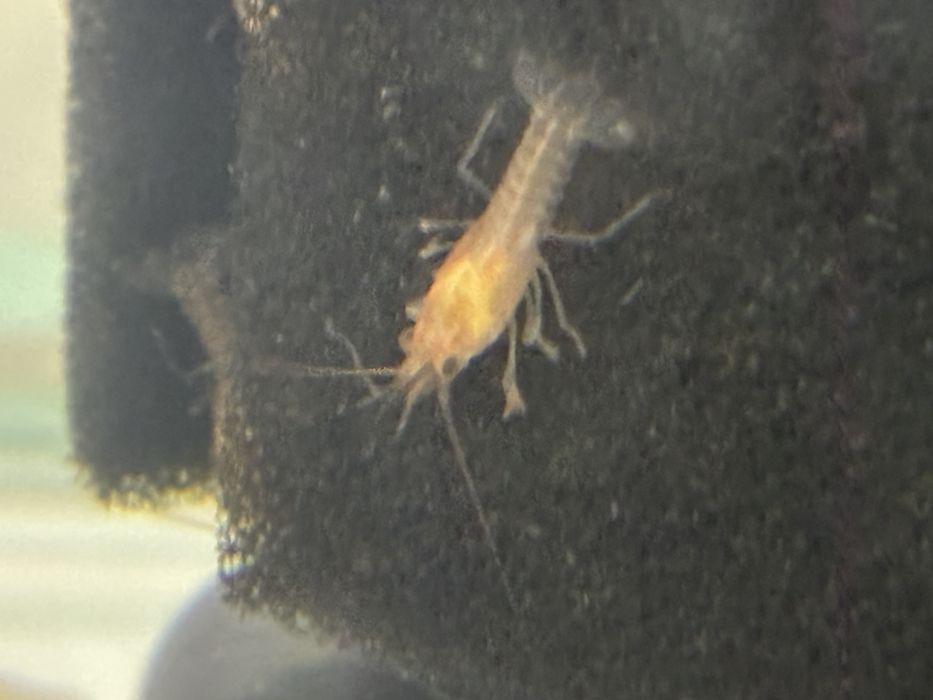 Бебета рачета Procambarus Alleni