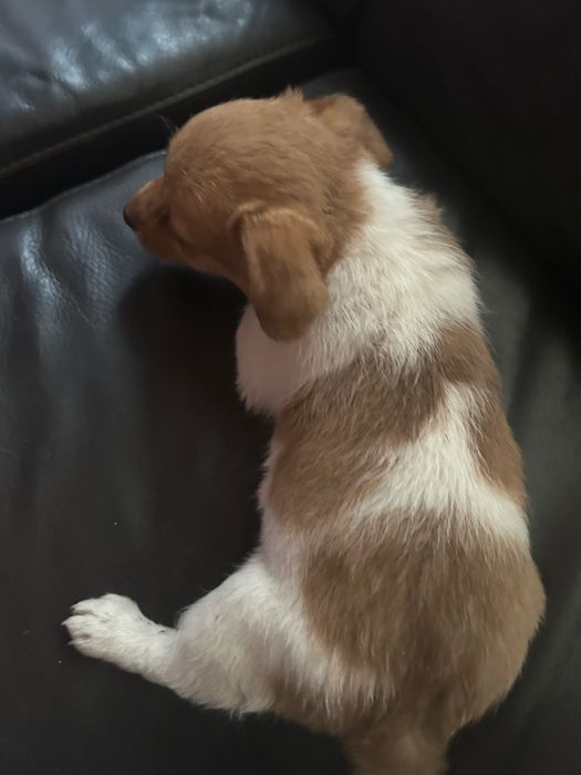 Donez catei de talie mica