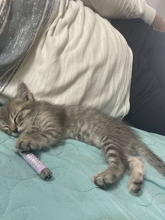 Котенок 2,5 месяца