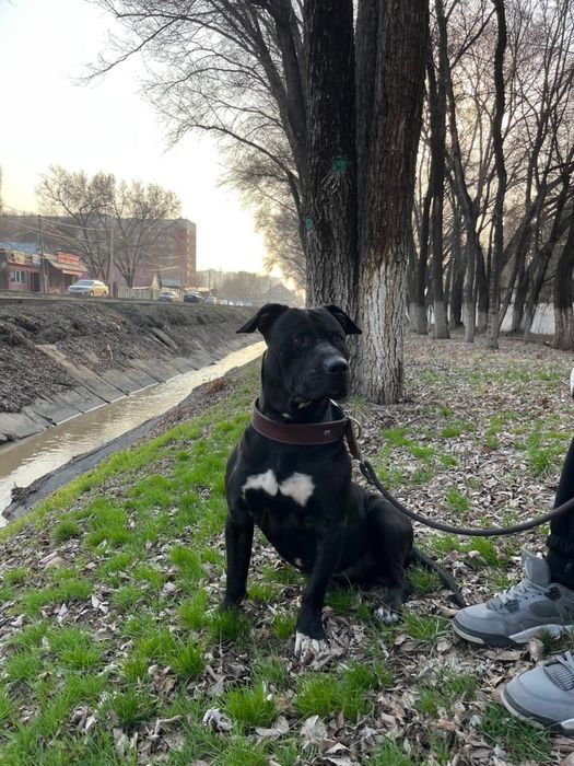 Вязка пит буль рр